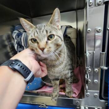 Nimbus -  Domestic Short Hair Cat for Adoption in Walker, Michigan - Nimbus | PetCurious