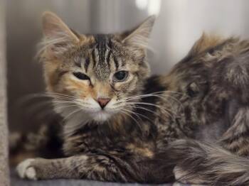 Calico Cats Available for Adoption - Queso | PetCurious