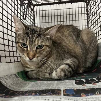 Lana -  Domestic Short Hair Cat for Adoption in Edinburg, Texas - Lana | PetCurious
