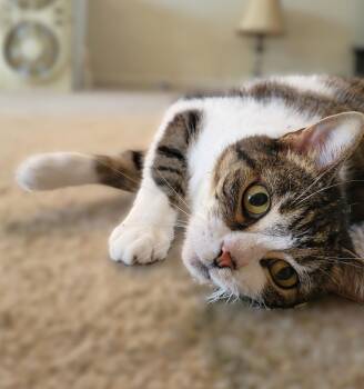 Zeva -  Tabby Cat for Adoption in New Albany, Ohio - Zeva | PetCurious