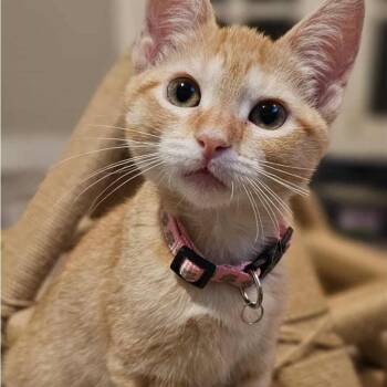 Rescue Domestic Short Hair Cats for Adoption in Warr Acres, Oklahoma - Princess Daisy | PetCurious