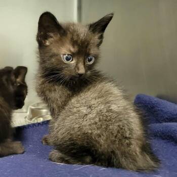 Domestic Short Hair Cats Available for Adoption in Columbia, Missouri - Astarion | PetCurious