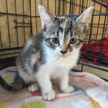 Moana -  Domestic Short Hair Cat for Adoption in Riverwoods, Illinois - Moana | PetCurious