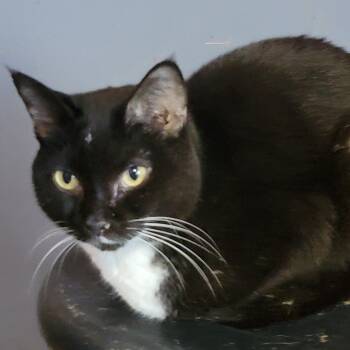 Rescue Bombay and American Shorthair Cats for Adoption in Lyons, Illinois - Coral | PetCurious