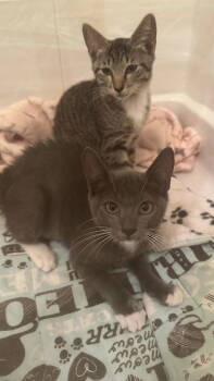Rescue Domestic Short Hair and Tabby Cats for Adoption in West Palm Beach, Florida - Lux | PetCurious
