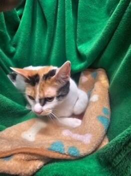 Rescue Domestic Short Hair Cats for Adoption in Winter Haven, Florida - A1247048 | PetCurious