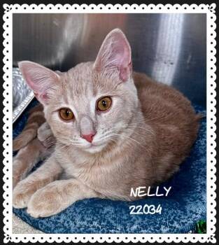 NELLY -  Domestic Short Hair Cat for Adoption in Marietta, Georgia - NELLY | PetCurious