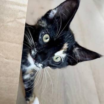 Maple (and Max) -  Tortoiseshell Cat Available for Adoption in Half Moon Bay, California - Maple (and Max) | PetCurious