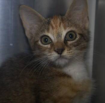 Laney Wilson -  Domestic Short Hair Cat for Adoption in Brunswick, Georgia - Laney Wilson | PetCurious