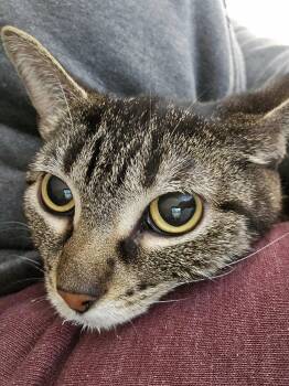 Domestic Short Hair Cats Available for Adoption in Claremont, New Hampshire - Sprocket | PetCurious