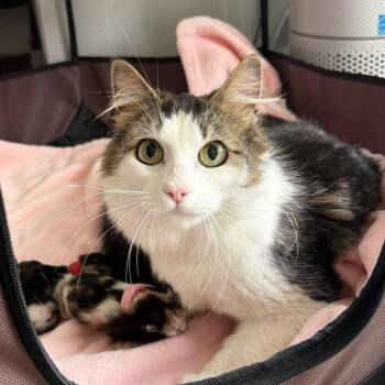 Domestic Long Hair Cats Available for Adoption in Chattanooga, Tennessee - Hazel | PetCurious