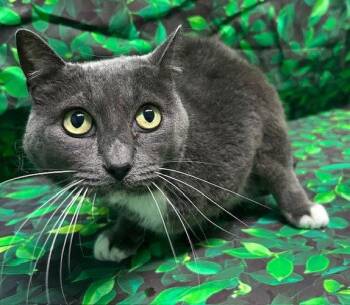 Domestic Short Hair Cats Available for Adoption in Wetumpka, Alabama - 260468  Vampira | PetCurious