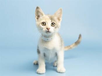RIVER -  Domestic Short Hair Cat for Adoption in Phoenix, Arizona - RIVER | PetCurious