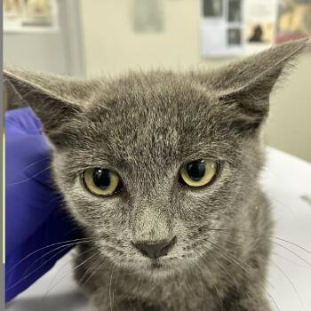 111844 -  Domestic Short Hair Cat for Adoption in Las Cruces, New Mexico - 111844 | PetCurious