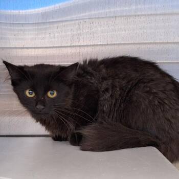 Aranya -  Domestic Medium Hair and Maine Coon Cat for Adoption in Montgomery, Alabama - Aranya | PetCurious