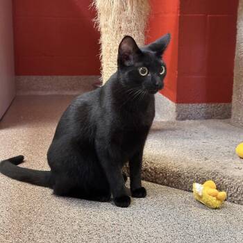 Fushia -  Domestic Short Hair Cat for Adoption in Sarasota, Florida - Fushia | PetCurious