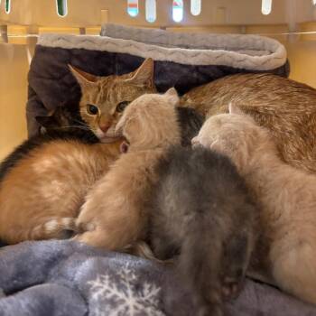 Zlata -  Domestic Short Hair Cat for Adoption in Spokane, Washington - Zlata | PetCurious