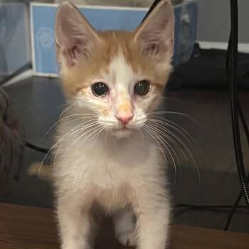 Dean -  Domestic Short Hair Cat for Adoption in La Grange, Kentucky - Dean | PetCurious