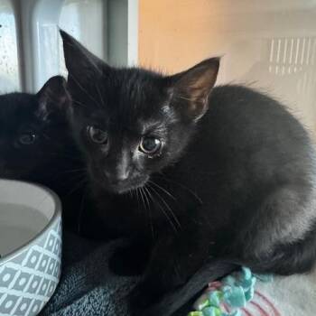 Domestic Short Hair Cats Available for Adoption in Hutchinson, Minnesota - Pawla | PetCurious
