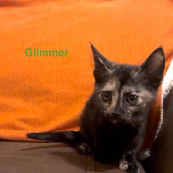Glimmer -  Domestic Short Hair Cat for Adoption in Philadelphia, Pennsylvania - Glimmer | PetCurious