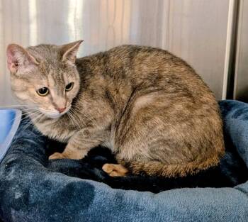Pisa -  Domestic Short Hair Cat Available for Adoption in Tucson, Arizona - Pisa | PetCurious