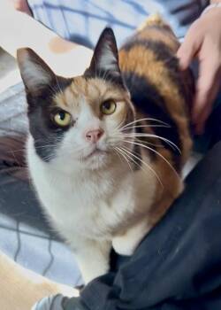 Domestic Short Hair Cats Available for Adoption - Bambi | PetCurious