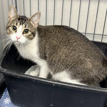 Domestic Short Hair and Domestic Long Hair Cats Available for Adoption in Hannibal, Missouri - Heather | PetCurious