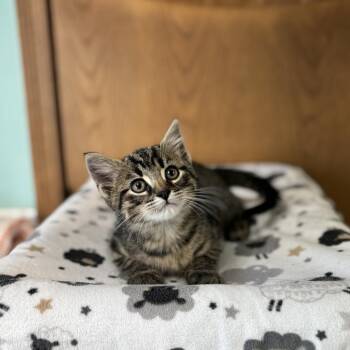 Shakopee -  Domestic Short Hair Cat for Adoption in Fargo, North Dakota - Shakopee | PetCurious