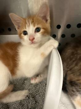Domestic Short Hair Cats Available for Adoption in Morgantown, Kentucky - Beasley Kitten 4 | PetCurious