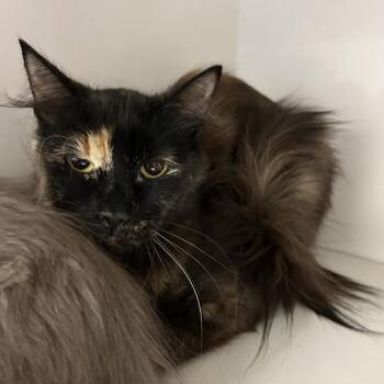 Tortini (queen) -  Domestic Long Hair Cat for Adoption in Redwood City, California - Tortini (queen) | PetCurious