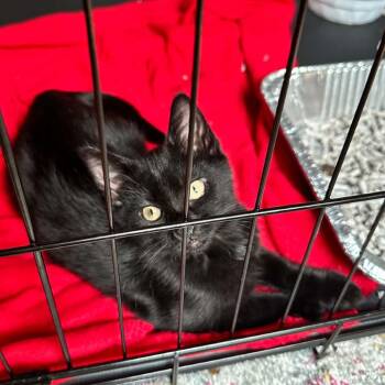 Pumpernickel -  Domestic Short Hair Cat for Adoption in Parkersburg, West Virginia - Pumpernickel | PetCurious