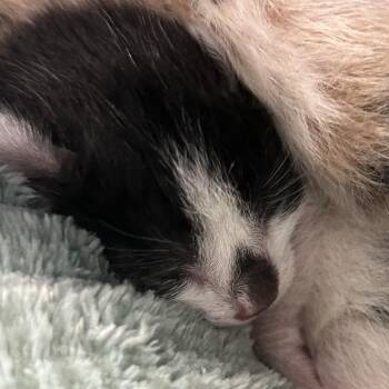 Poppy -  Domestic Short Hair Cat for Adoption in San Gabriel, California - Poppy | PetCurious