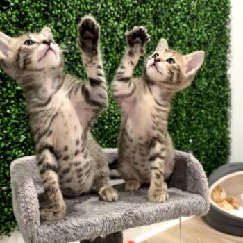 Domestic Short Hair Cats Available for Adoption in Granville, Ohio - Chicken | PetCurious