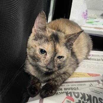 Charlotte -  Domestic Short Hair Cat for Adoption - Charlotte | PetCurious