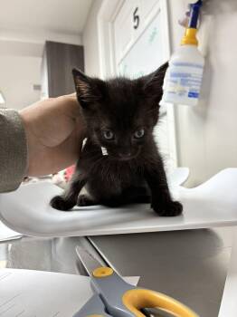 Pancake -  Domestic Short Hair Cat for Adoption in Marietta, Georgia - Pancake | PetCurious