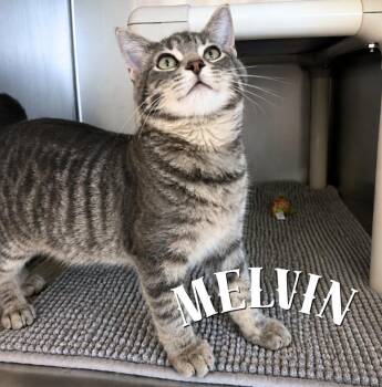 Melvin -  Domestic Short Hair Cat for Adoption in Nevada, Iowa - Melvin | PetCurious