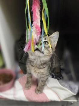 Dolly -  Domestic Short Hair Cat for Adoption in Westland, Michigan - Dolly | PetCurious