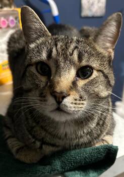 Tabby Cats Available for Adoption in Charlotte, North Carolina - Nicholas | PetCurious