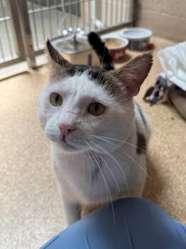 Acorn -  Domestic Short Hair Cat for Adoption in Laguna Beach, California - Acorn | PetCurious