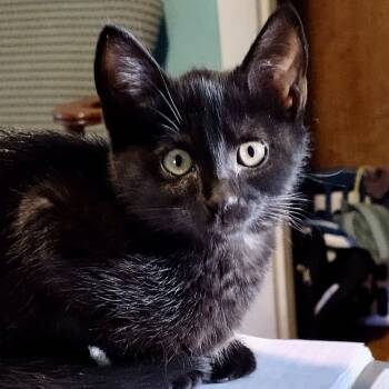 Rescue Domestic Short Hair Cats for Adoption in Wilsonville, Oregon - Galaxy | PetCurious