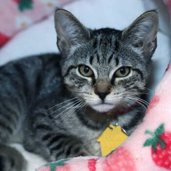 Flounder -  Domestic Short Hair Cat for Adoption in Port Washington, New York - Flounder | PetCurious