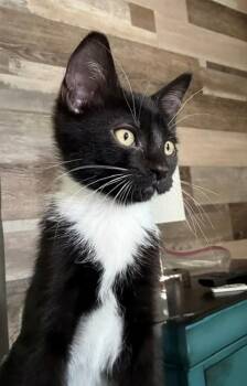 Licorice -  Domestic Short Hair Cat for Adoption in Salt Lake City, Utah - Licorice | PetCurious