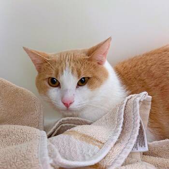 Peaches -  Domestic Short Hair Cat for Adoption in Ridgway, Colorado - Peaches | PetCurious