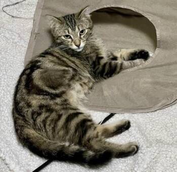 Tabby and Domestic Short Hair Cats Available for Adoption in Vaughan, Ontario - Harper (bonded With Hope) | PetCurious