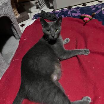 Sweet Pea -  Domestic Short Hair Cat for Adoption in Hammond, Indiana - Sweet Pea | PetCurious