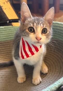 Rescue Tabby Cats for Adoption in San Antonio, Texas - Archie | PetCurious