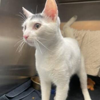 Toad -  Domestic Short Hair Cat for Adoption in Philadelphia, Pennsylvania - Toad | PetCurious
