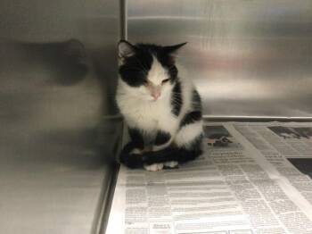 Domestic Short Hair Cats Available for Adoption - A1874004 | PetCurious