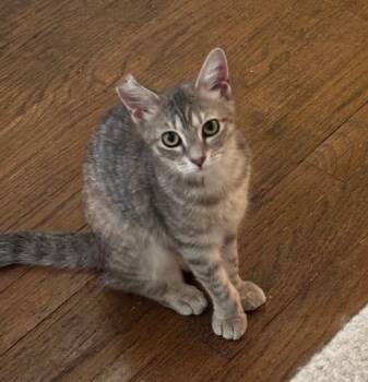 Yesterday26 -  Domestic Short Hair Cat for Adoption in Youngsville, North Carolina - Yesterday26 | PetCurious