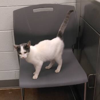Rescue Domestic Short Hair Cats for Adoption in Chattanooga, Tennessee - Porter | PetCurious